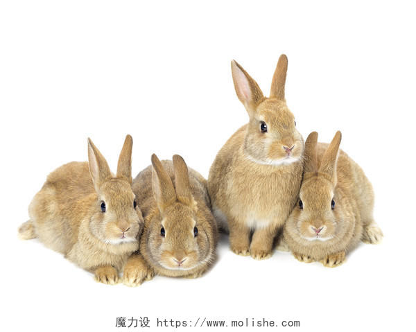 一群年轻的金兔子坐在白色背景上的图像
